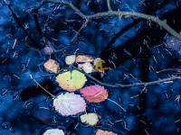 Bunte Espenblätter treiben am Wasser